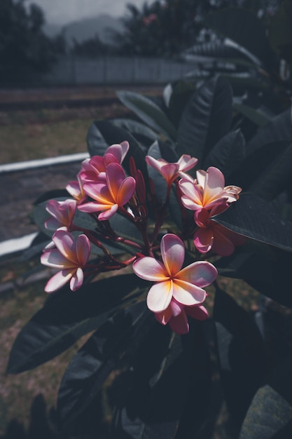 Fiore rosa vintage lunatico