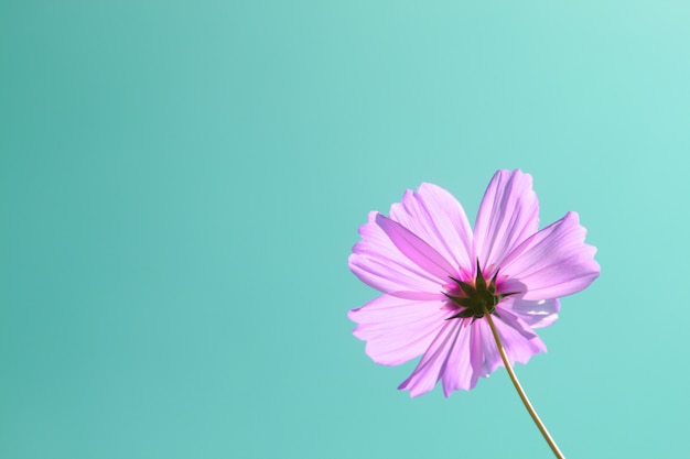 fiore rosa viola dell&#39;universo in giardino sul fondo del cielo blu