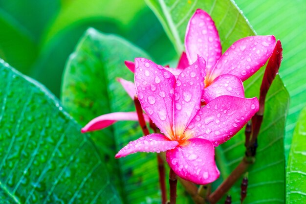 Fiore rosa viola di plumeria con goccia di acqua mattutina