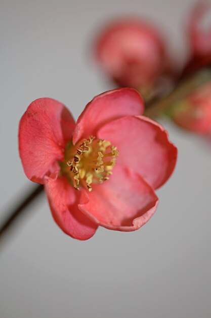 Fiore rosso a vista ravvicinata Chaenomeles speciosa famiglia Rosaceae sfondo moderno di alta qualità stampa in metallo di grandi dimensioni