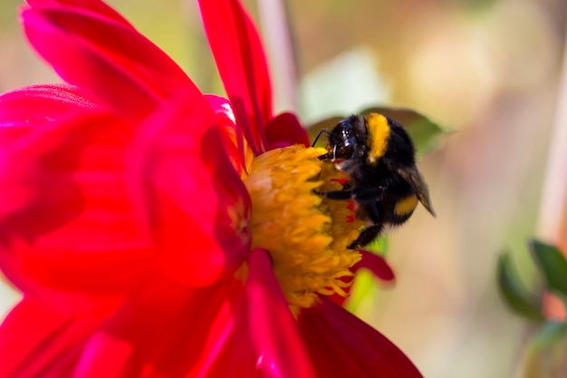 fiore rosso al sole e un&#39;ape su di esso - sfondo estivo sul raccolto (apicoltura)