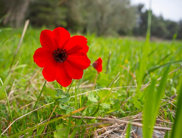 Fiore rosso Anemone coronaria in una giornata di sole in Grecia