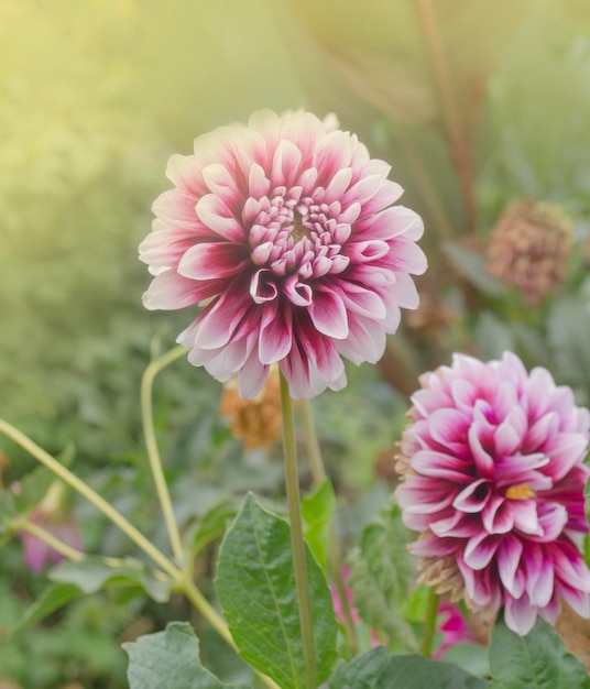 Fiore rosso bianco Dalia fiore tuberoso Bella dalia viola Dalia bianca con petali viola Fiori viola stanno sbocciando