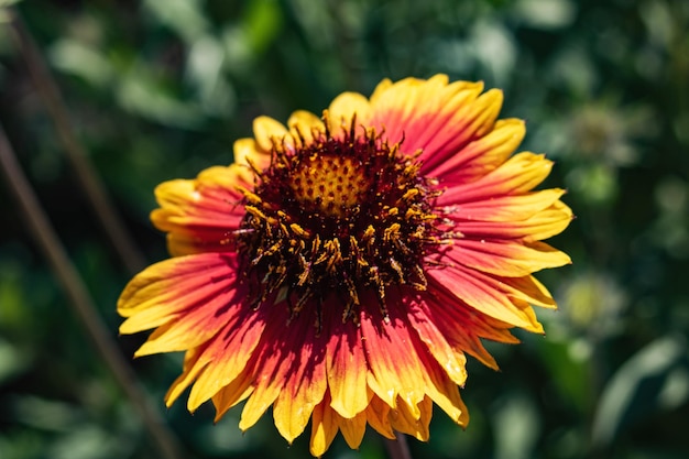 Fiore rosso brillante di gaillardia da vicino