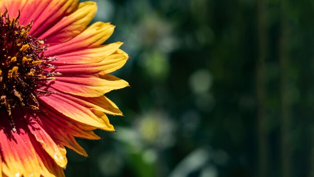 Fiore rosso brillante di gaillardia da vicino