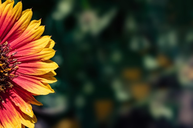 Fiore rosso brillante di gaillardia da vicino