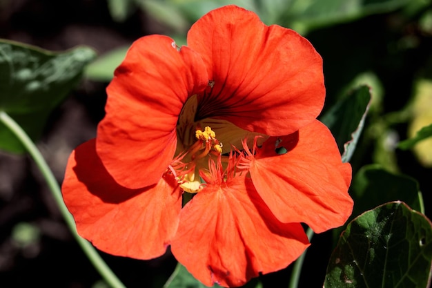 Fiore rosso brillante di nasturzio da vicino