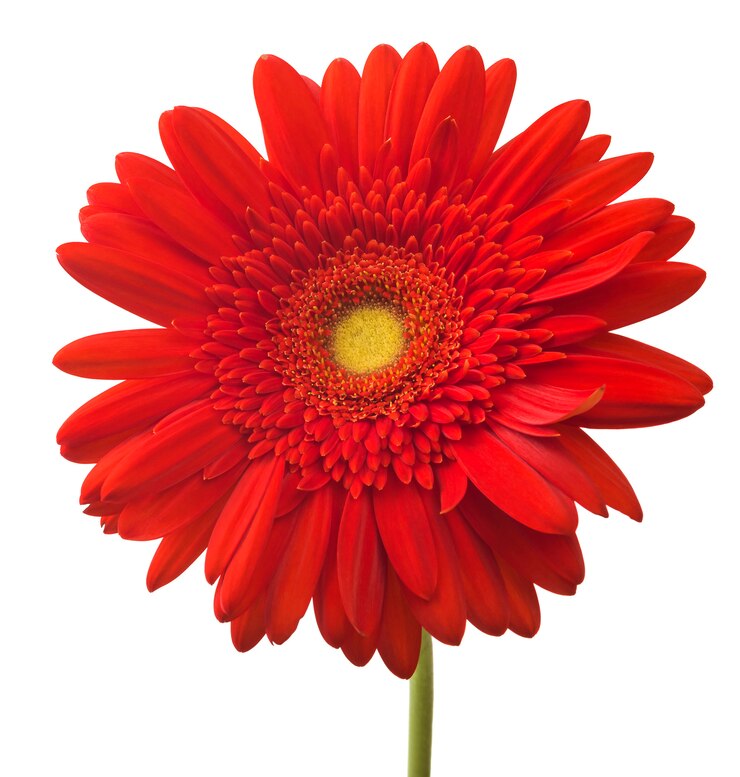 Fiore rosso brillante vibrante della gerbera