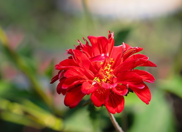 Fiore rosso con sfondo fuori fuoco