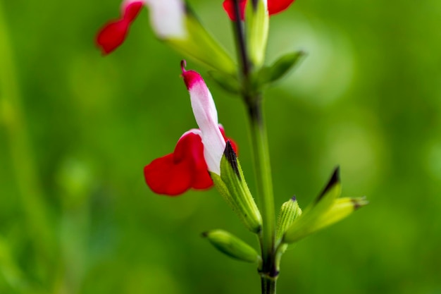 fiore rosso con sfondo verde naturale