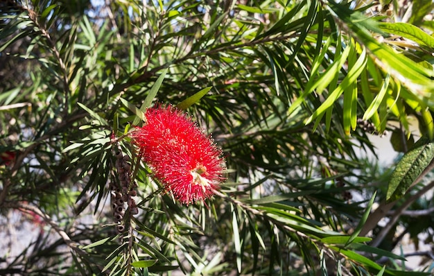 Fiore rosso dai tratti esotici