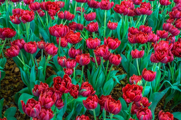 fiore rosso dei tulipani.