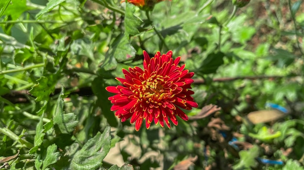 Fiore rosso del crisantemo al giardino