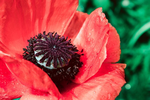 Fiore rosso del papavero con le gocce di pioggia su sfondo naturale verde vago. Primo piano dei fiori del papavero. Vaso con semi di papavero dopo la fioritura. Pianta perenne in estate