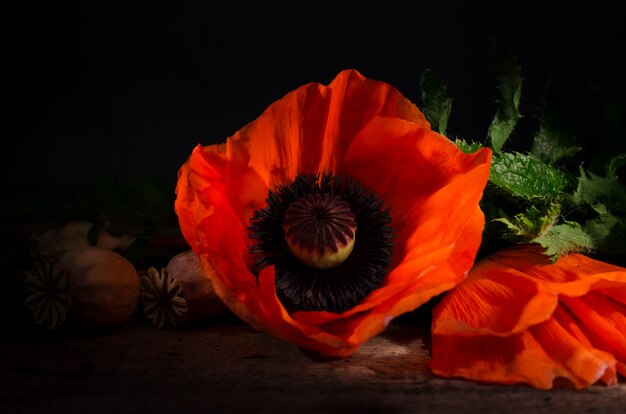 Fiore rosso del papavero su un legno scuro.