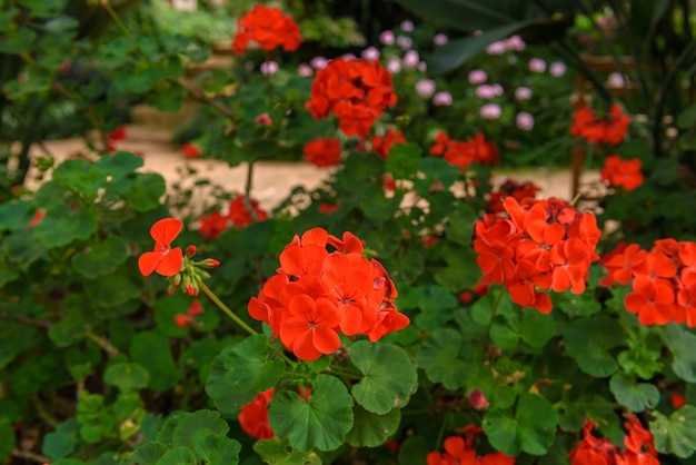 Fiore rosso del pelargonium (geranio), fiorente in un giardino