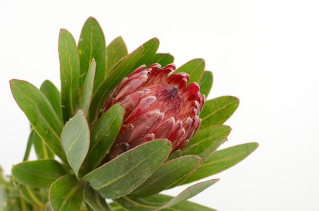 Fiore rosso del protea su un backgroud isolato bianco