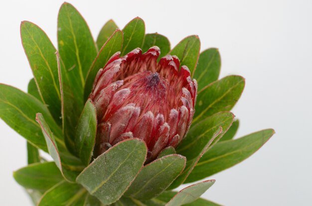 Fiore rosso del protea su un backgroud isolato bianco