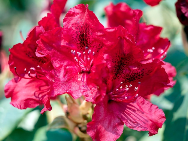 Fiore rosso del rododendro su un primo piano verde del fondo