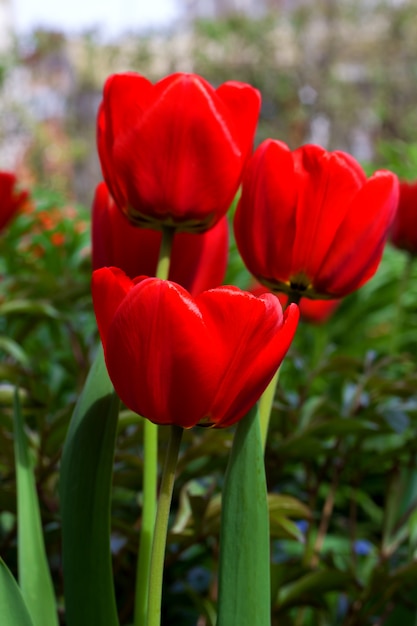 Fiore rosso del tulipano su fondo verde