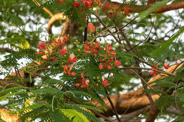 Fiore rosso dell'albero Flamboyant