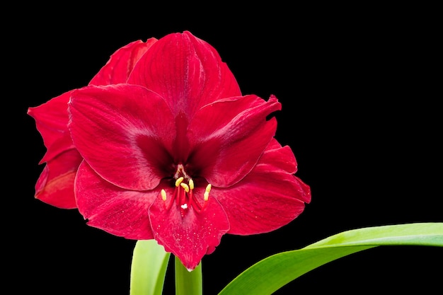 Fiore rosso dell'amaryllis sul nero isolato