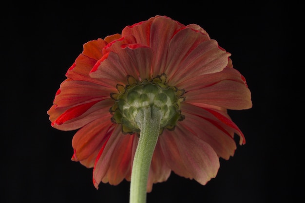 Fiore rosso dell'aster isolato sul nero