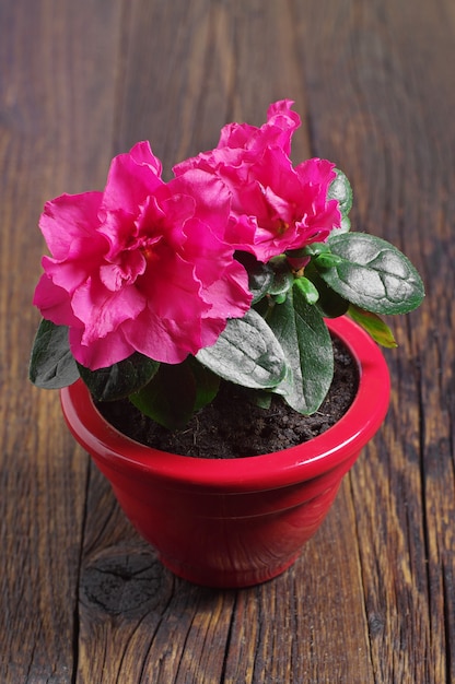 Fiore rosso dell'azalea in un vaso di fiori sul tavolo di legno scuro