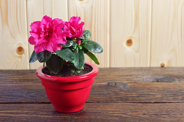 Fiore rosso dell'azalea in un vaso di fiori