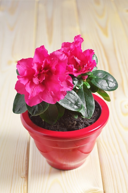 Fiore rosso dell'azalea in un vaso di fiori