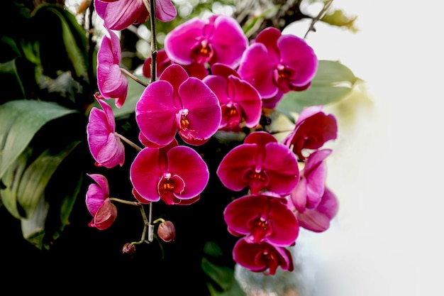 Fiore rosso dell'orchidea nel prato primaverile sullo sfondo del giardino.