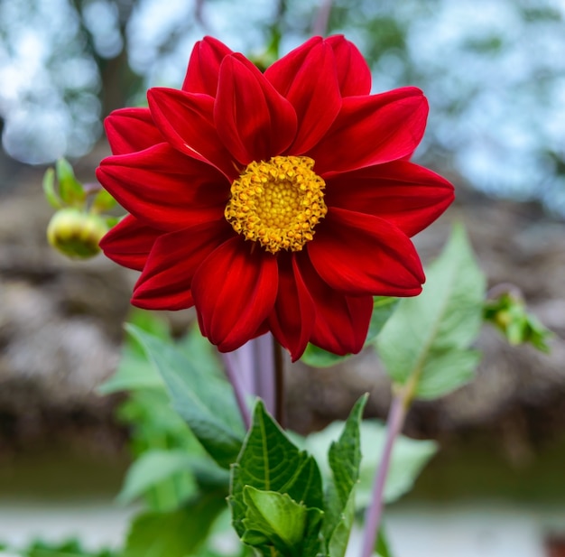 Fiore rosso della dalia nel giardino. Avvicinamento.