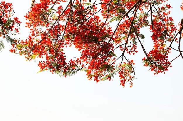 Fiore rosso della fenice