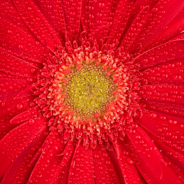 Fiore rosso della gerbera con il primo piano delle gocce di acqua