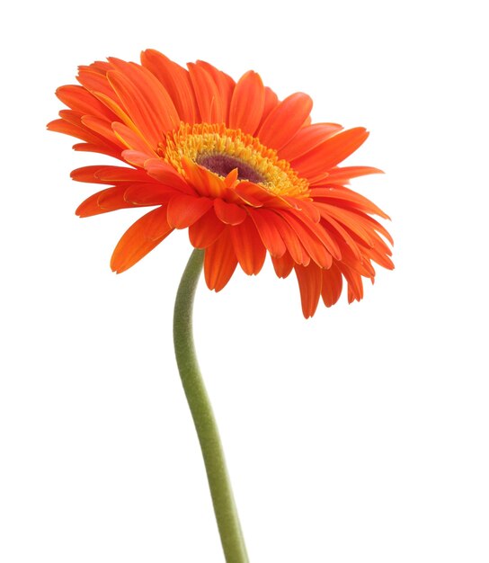 Fiore rosso della gerbera isolato