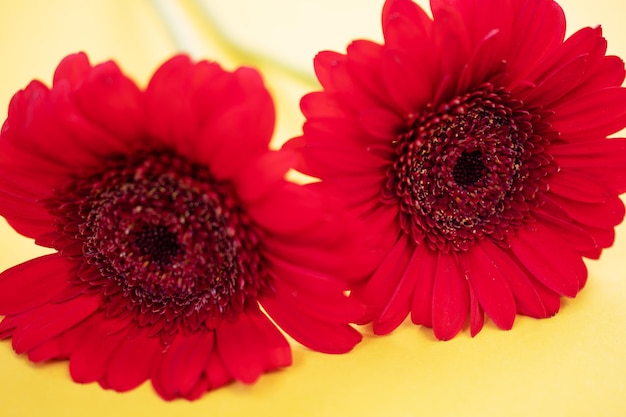 Fiore rosso della gerbera sulla foto a macroistruzione del fondo giallo