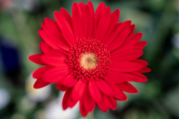 Fiore rosso della gerbera