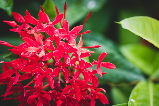 Fiore rosso della natura del primo piano