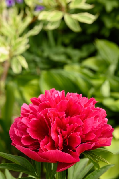 Fiore rosso della peonia nel verticale della paeonia del giardino