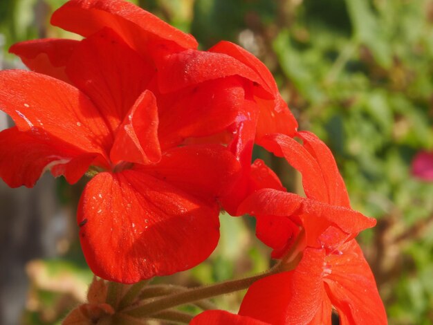 Fiore rosso della pianta del geranio (Geraniales)