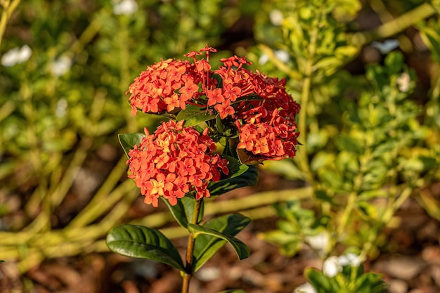 Fiore rosso della pianta della fiamma della giungla