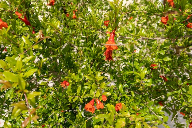 Fiore rosso delle piante di melograno