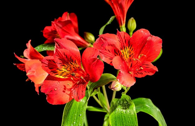 Fiore rosso di Alstroemeria su sfondo nero