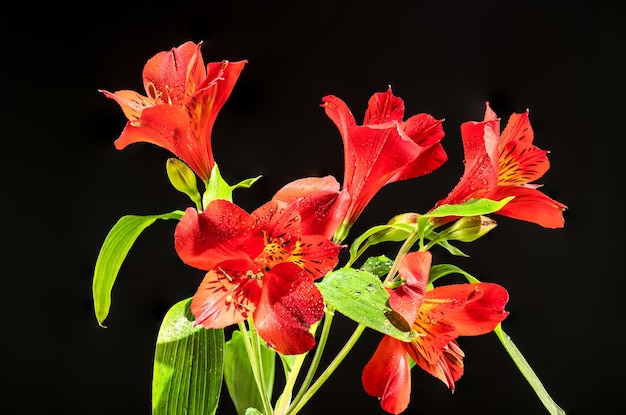 Fiore rosso di Alstroemeria su sfondo nero