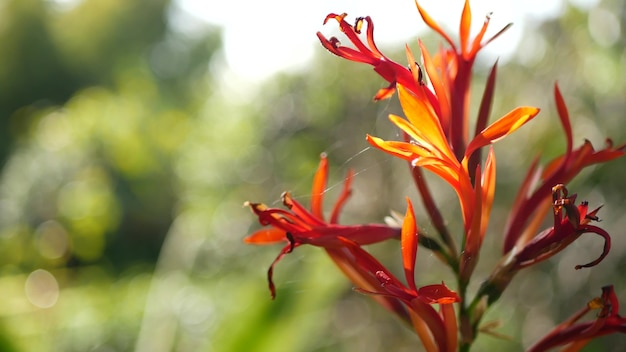 Fiore rosso di canna indica, California. fiore floreale di arrowroot. Vegetazione botanica tropicale esotica