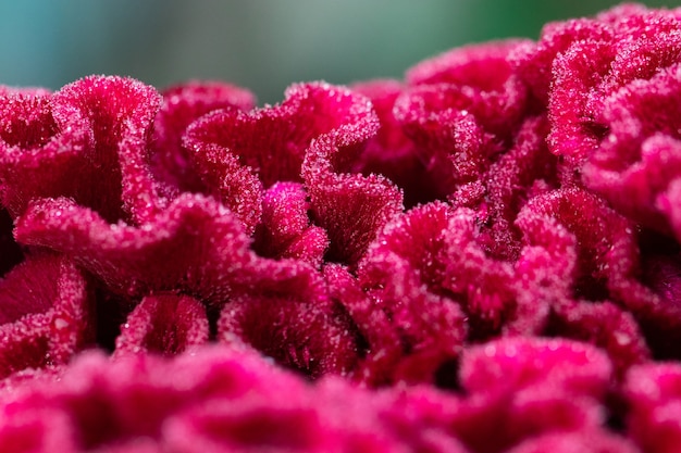 Fiore rosso di Celosia nel primo piano del giardino.