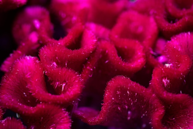 Fiore rosso di Celosia nel primo piano del giardino.