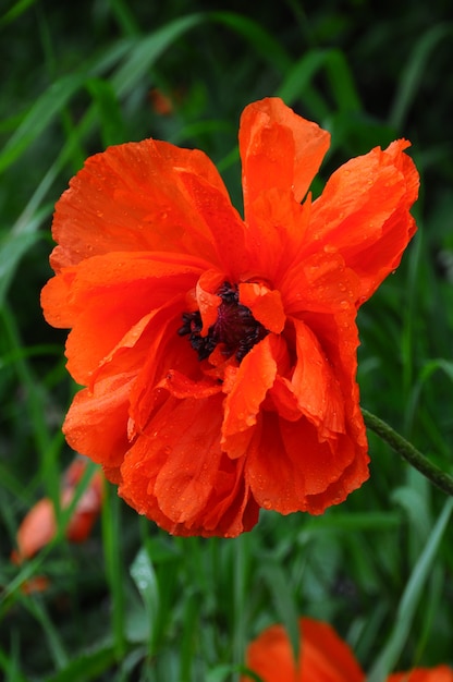 Fiore rosso di fioritura del papavero con le gocce di pioggia su erba verde.