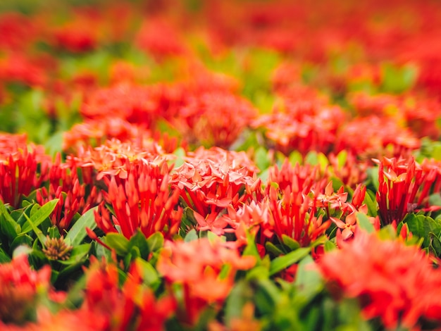 Fiore rosso di Ixora. amore o sfondo di san valentino