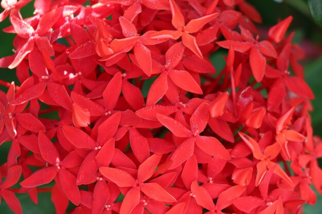 Fiore rosso di ixora di rubiaceae con la freschezza di alba di mattina nel fondo della natura